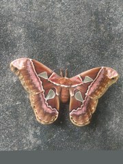 Rothschildia speculifer