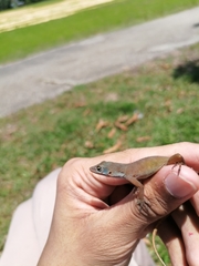 Anolis wattsii