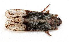 Erilla turneri