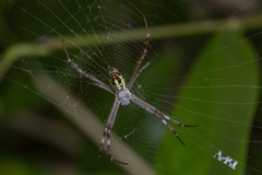 Argiope dang