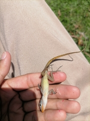 Anolis wattsii