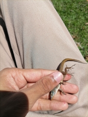 Anolis wattsii