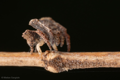 Coenypha edwardsi