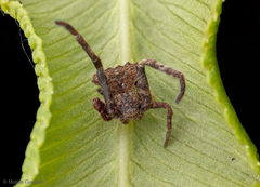 Coenypha edwardsi