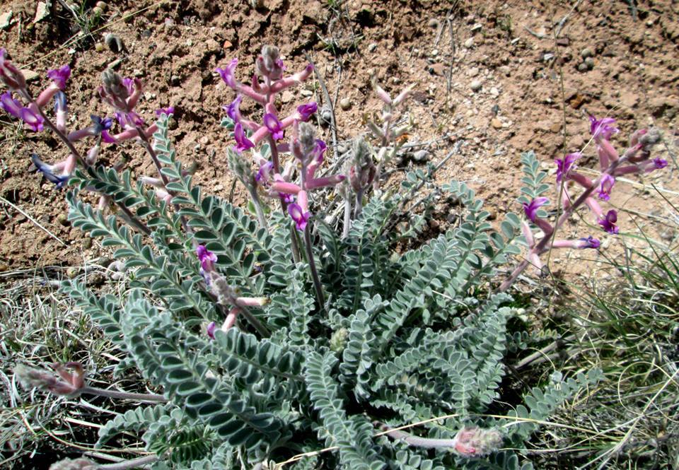 Astragalus mollissimus var. thompsoniae