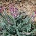 Astragalus mollissimus thompsoniae - Photo (c) rangerhallie, μερικά δικαιώματα διατηρούνται (CC BY-NC)