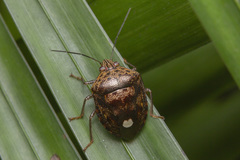 Axiagastus dubius