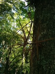 Gleditsia amorphoides