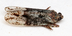 Erilla turneri