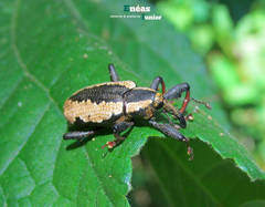 Heilipus catagraphus