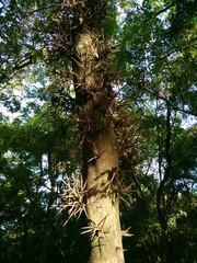 Gleditsia amorphoides
