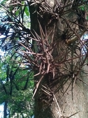 Gleditsia amorphoides