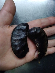 Gleditsia amorphoides