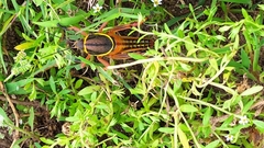 Brachystola behrensii