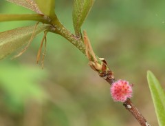 Dryocosmus floridensis