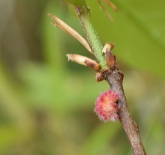 Dryocosmus floridensis