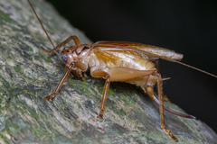 Gryllacris