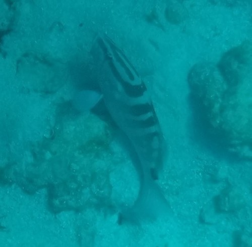 Photo of Nassau grouper (Epinephelus striatus)