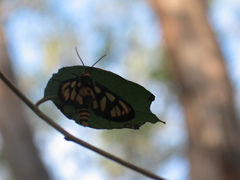Amata annulata