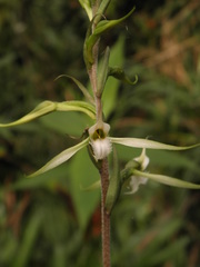 Eltroplectris calcarata