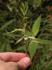 Eltroplectris calcarata