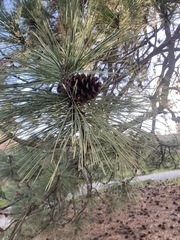 Pinus ponderosa