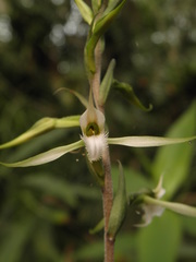 Eltroplectris calcarata