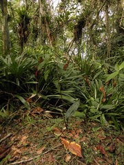 Eltroplectris calcarata