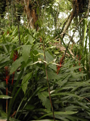 Eltroplectris calcarata
