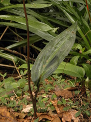 Eltroplectris calcarata