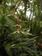Eltroplectris calcarata