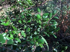 Diospyros humilis