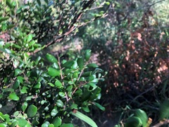 Diospyros humilis