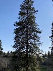 Pinus ponderosa