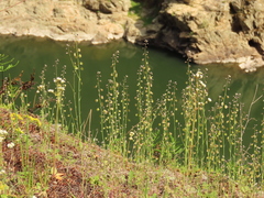 Thysanocarpus radians
