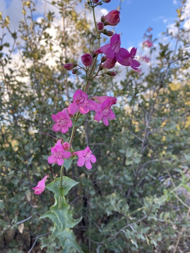 Desert Penstemon