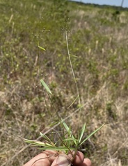 Dichanthelium curtifolium