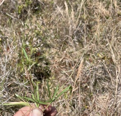 Dichanthelium curtifolium