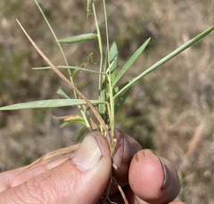 Dichanthelium curtifolium