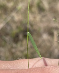 Dichanthelium curtifolium