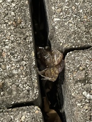 Eleutherodactylus marnockii