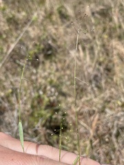 Dichanthelium curtifolium