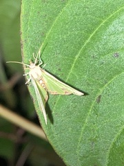 Synchlora xysteraria