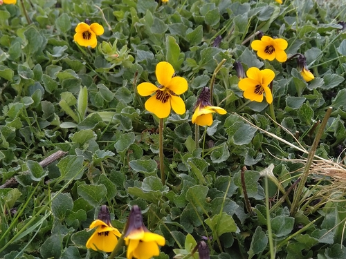 iNaturalist observation photo of California Golden Violet