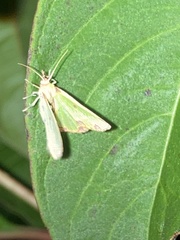 Synchlora xysteraria