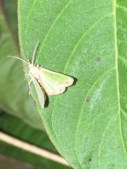 Synchlora xysteraria
