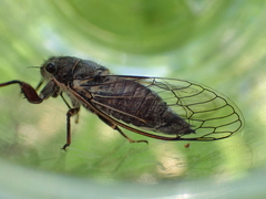 Platypedia areolata