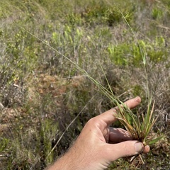 Dichanthelium ensifolium