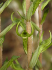 Eltroplectris triloba