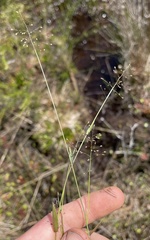 Dichanthelium ensifolium